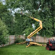 Best Tree Cabling and Bracing  in Longview, WA