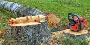 Best Emergency Tree Removal  in Longview, WA