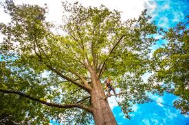 Best Firewood Processing and Delivery  in Longview, WA