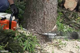  Longview, WA Tree Care Pros