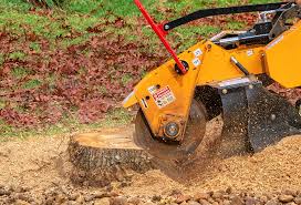 Best Root Management and Removal  in Longview, WA