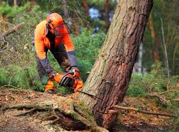 Tree and Shrub Care in Longview, WA