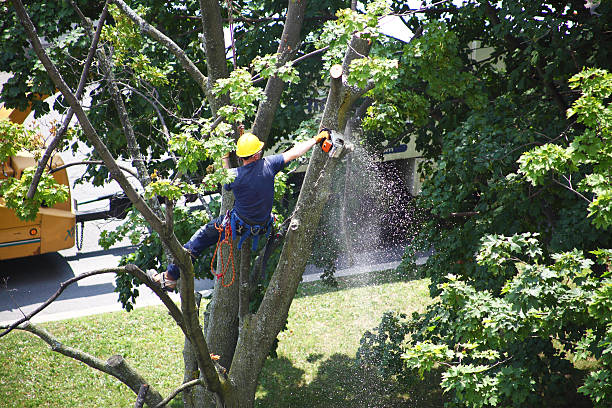 Professional Tree Care in Longview, WA