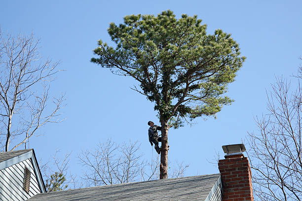 How Our Tree Care Process Works  in  Longview, WA