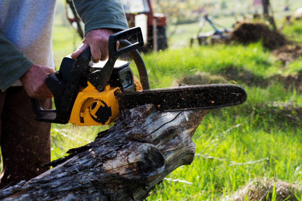 Lawn Maintenance Plans in Longview, WA