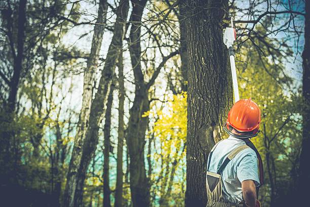 Best Tree and Shrub Care  in Longview, WA