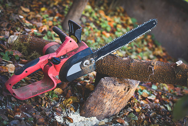 How Our Tree Care Process Works  in  Longview, WA
