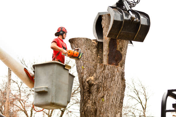 Best Aeration Services  in Longview, WA